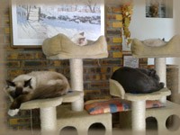 les chats de la Chatterie des Esses dorment dans l'arbre  chat